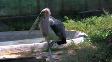 2022.9.6非洲秃鹳