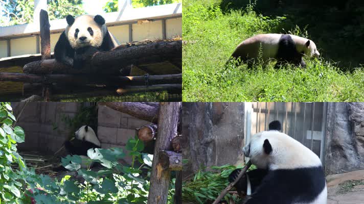 2022.9.6熊猫1