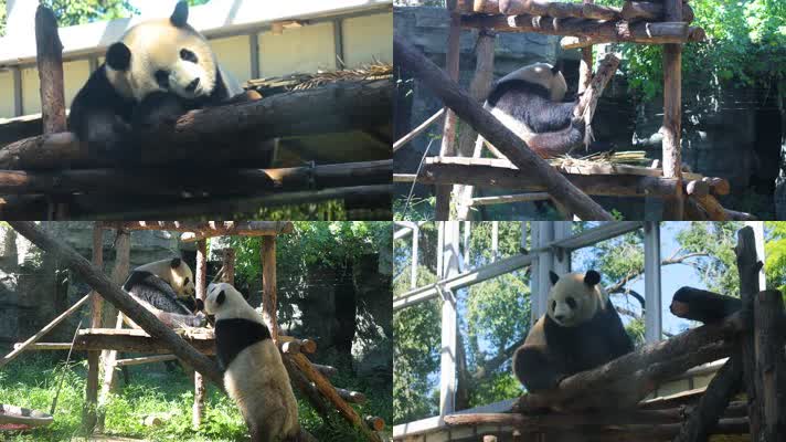 2022.9.6熊猫