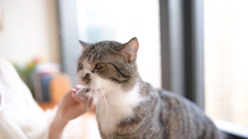 4K宠物猫 4K宠物猫