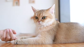 4K宠物猫  4K宠物猫