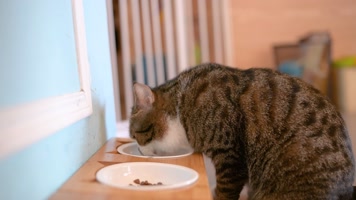 4K宠物猫 4K宠物猫