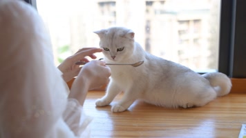 4K宠物猫 4K宠物猫