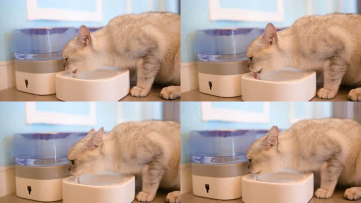 4K猫咪在喝水
