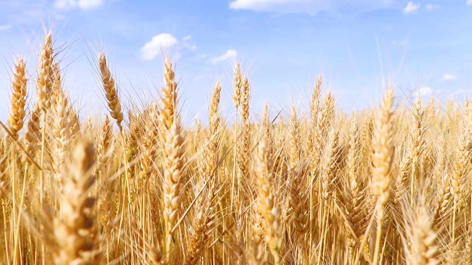 4K内蒙古扎赉特旗风光