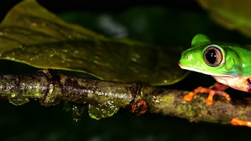 【4K】热带雨林青蛙 【4K】热带雨林青蛙