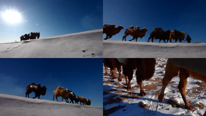 内蒙古高原驼队