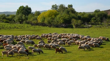 牧场羊群 牧场羊群