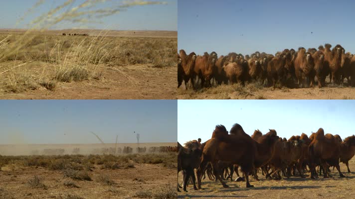 荒漠驼群