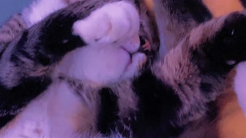 可爱猫咪宠物动感小动物 可爱猫咪宠物动感小动物