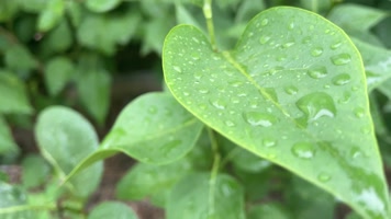 【4K】树叶雨水