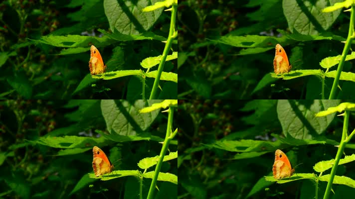 蝴蝶停留在树叶上