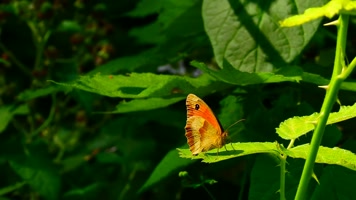 蝴蝶停留在树叶上