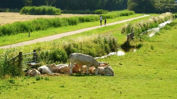 农场草地上奶牛群聚在一起歇息