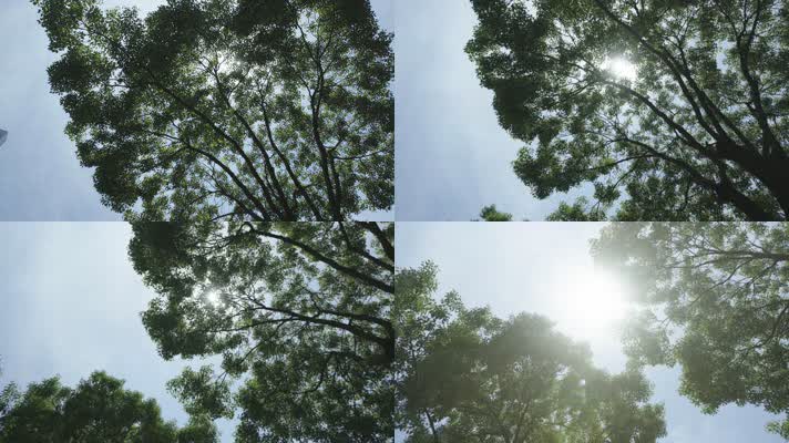 阳光树阴阳光穿过树梢