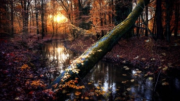 秋天枫树林素材