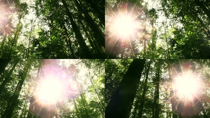 阳光树林