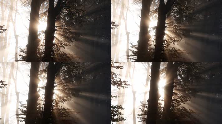 阳光透过树林素材