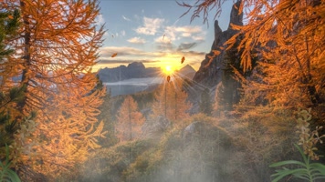 秋天枫树林素材