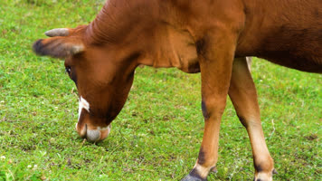 高原草甸母牛奶牛吃草