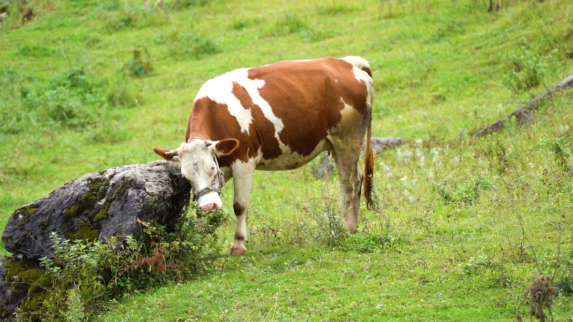 母牛奶牛草场放牧牧场