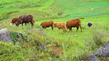 高原草甸牛群母牛奶牛吃草