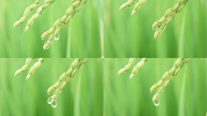 水稻滴水-唯美慢动作