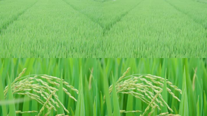水稻被风吹动-慢动作