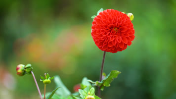 雏菊太阳菊马头兰花菊花 雏菊太阳菊马头兰花菊花