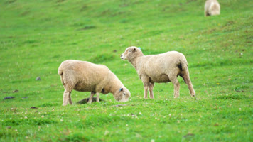 贵州乌蒙大草原高原牧场绵羊牧羊羊群 贵州乌蒙大草原高原牧场绵羊牧羊羊群