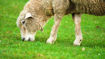 贵州乌蒙大草原高山草牧场绵羊牧羊羊群 贵州乌蒙大草原高山草牧场绵羊牧羊羊群