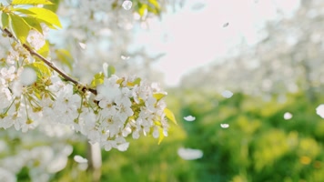 唯美花瓣掉落 唯美花瓣掉落