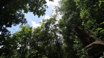 原始森林树木茂盛阳光明媚