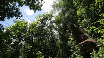 原始森林树木茂盛阳光明媚