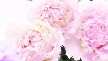 【4K】花开延时