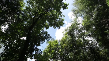 原始森林树木茂盛阳光明媚