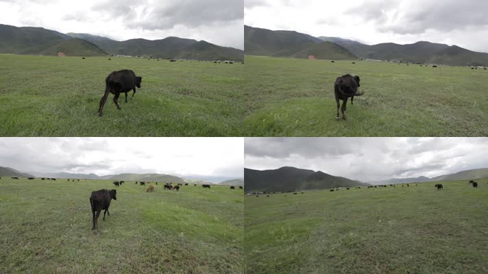 原创拍摄西藏草地马