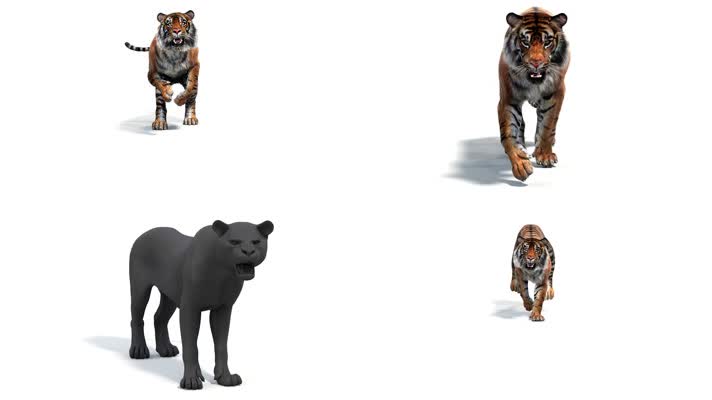 【4K】老虎奔跑