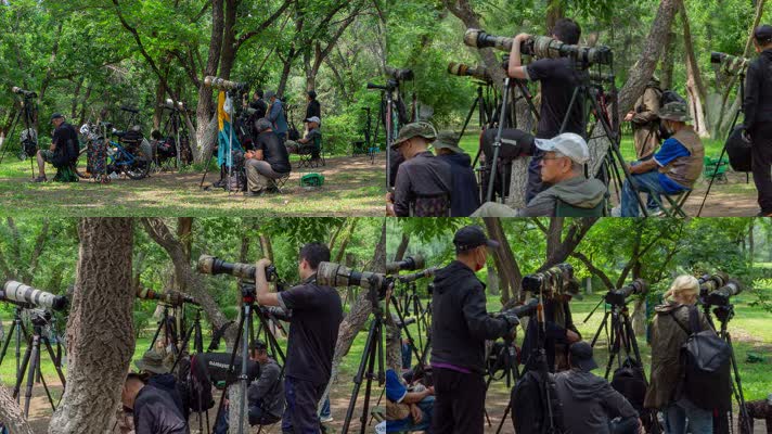 浑河树林里长焦镜头拍鸟的摄影爱好者