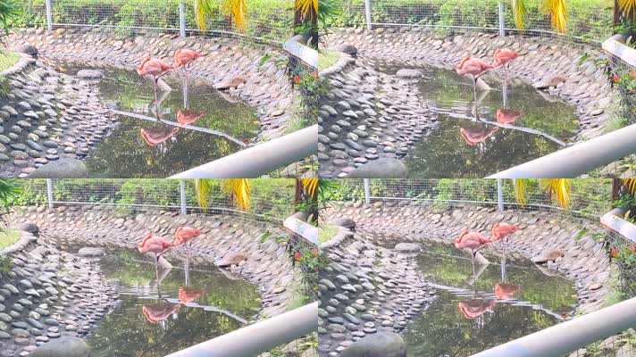 单脚独立在水面的火烈鸟