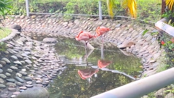 单脚独立在水面的火烈鸟