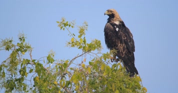 雄鹰站在枝头 雄鹰站在枝头