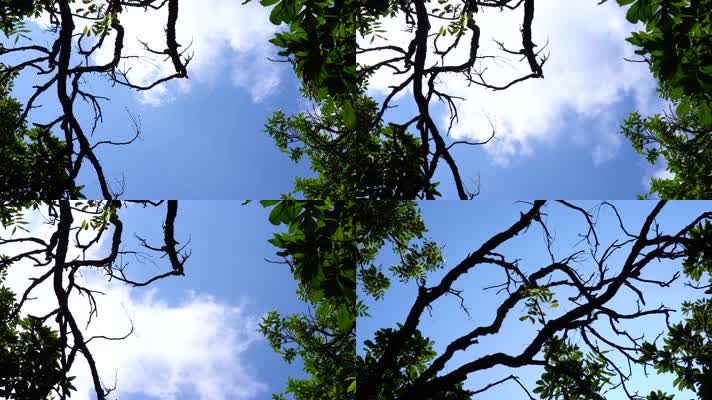 唯美自然风光枯枝绿叶天空