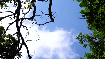 唯美自然风光枯枝绿叶天空 唯美自然风光枯枝绿叶天空