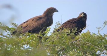 野外雄鹰枝头河滩觅食 野外雄鹰枝头河滩觅食