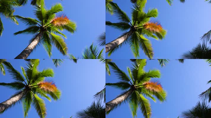 唯美自然风光椰子树