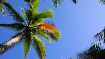 唯美自然风光椰子树