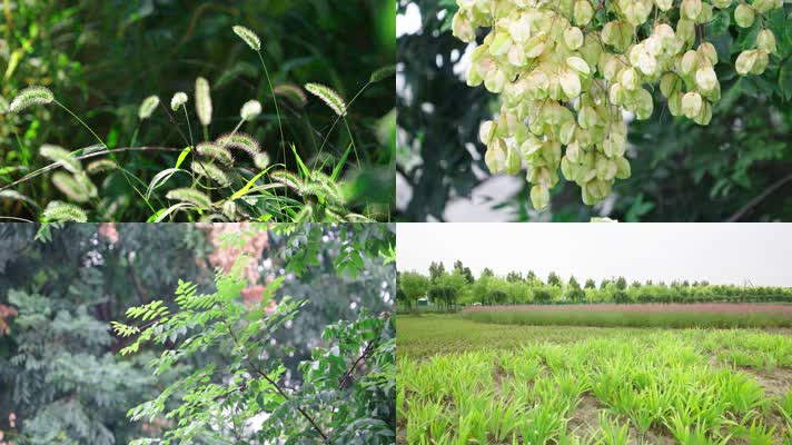 秋天的树叶，河边的芦苇