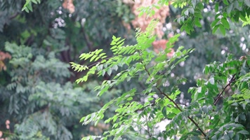 秋天的树叶，河边的芦苇