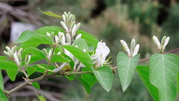 夏天唯美素材合集